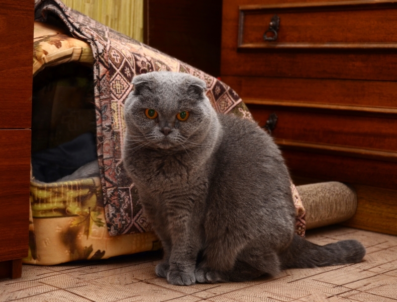 Кошки в нашей жизни. Кошки и все, что с ними связано.