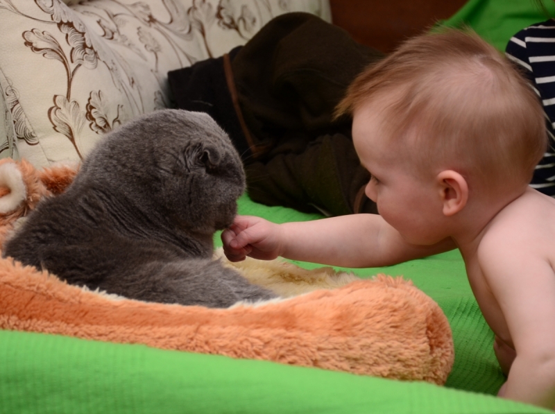 Кошки в нашей жизни. Кошки и все, что с ними связано.