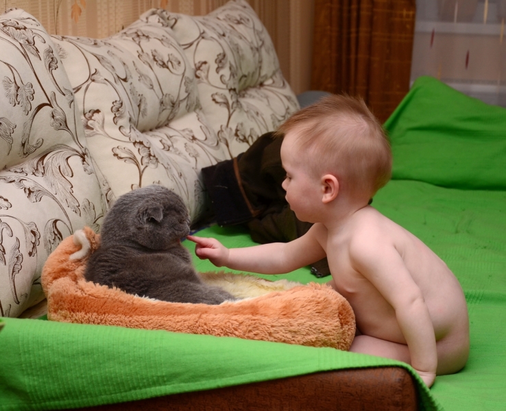 Кошки в нашей жизни. Кошки и все, что с ними связано.