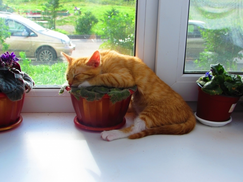 Кошки в нашей жизни. Кошки и все, что с ними связано.