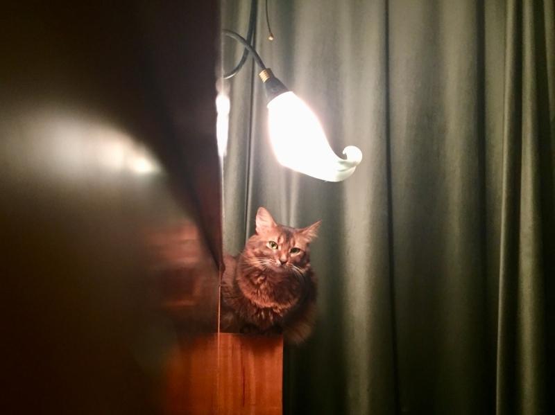 Кошки в нашей жизни. Кошки и все, что с ними связано.