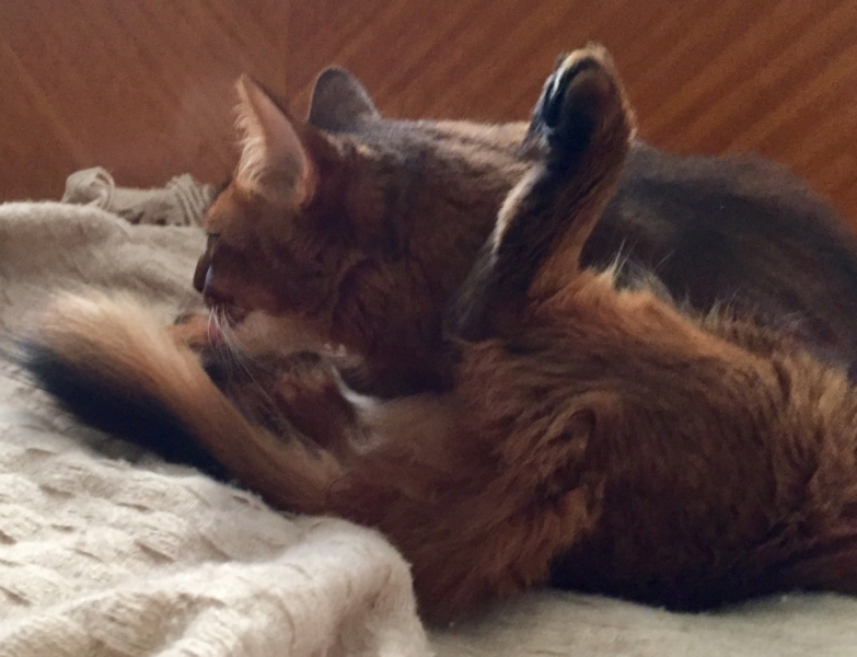 Кошки в нашей жизни. Кошки и все, что с ними связано.