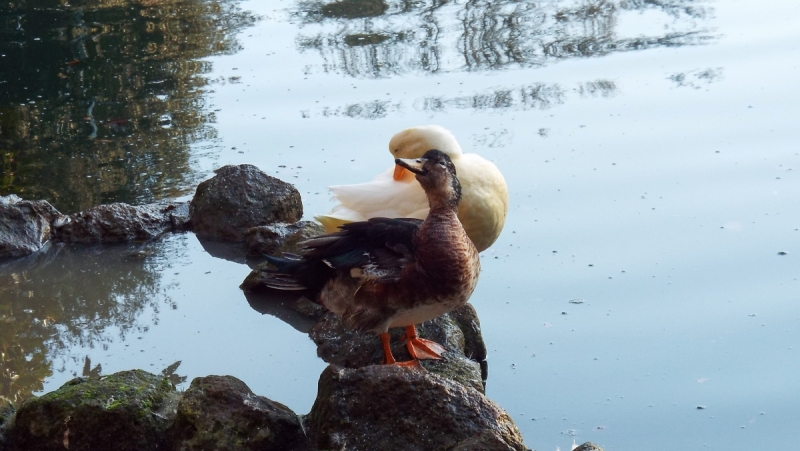 Рим на неделю зимой случайно