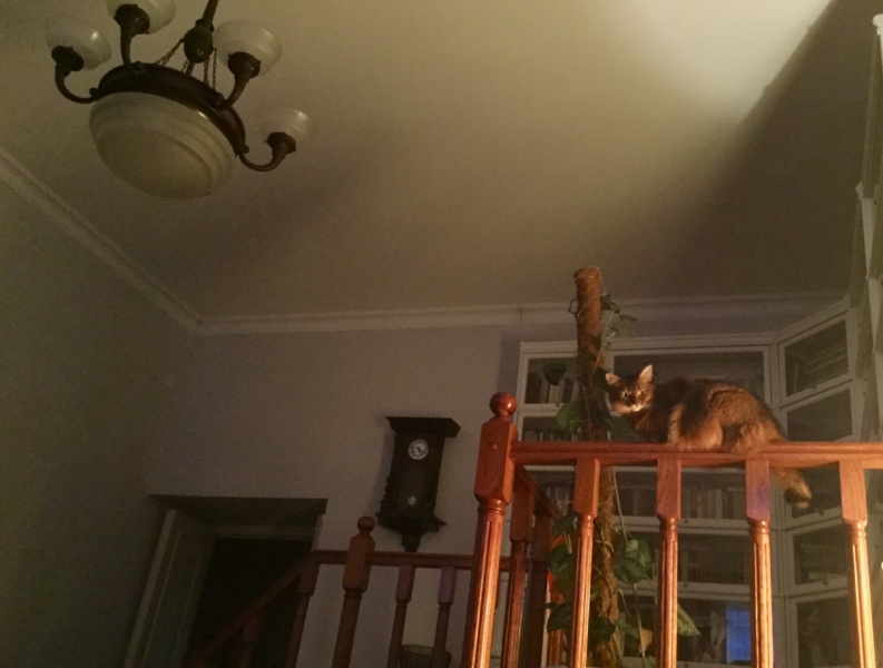 Кошки в нашей жизни. Кошки и все, что с ними связано.