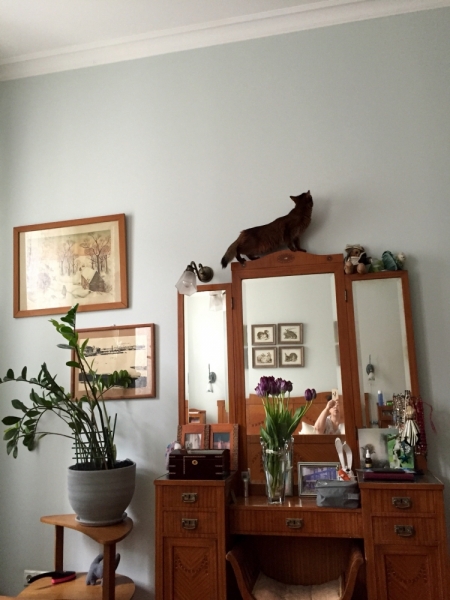 Кошки в нашей жизни. Кошки и все, что с ними связано.