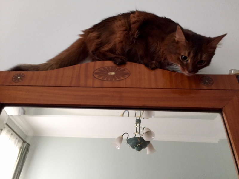 Кошки в нашей жизни. Кошки и все, что с ними связано.