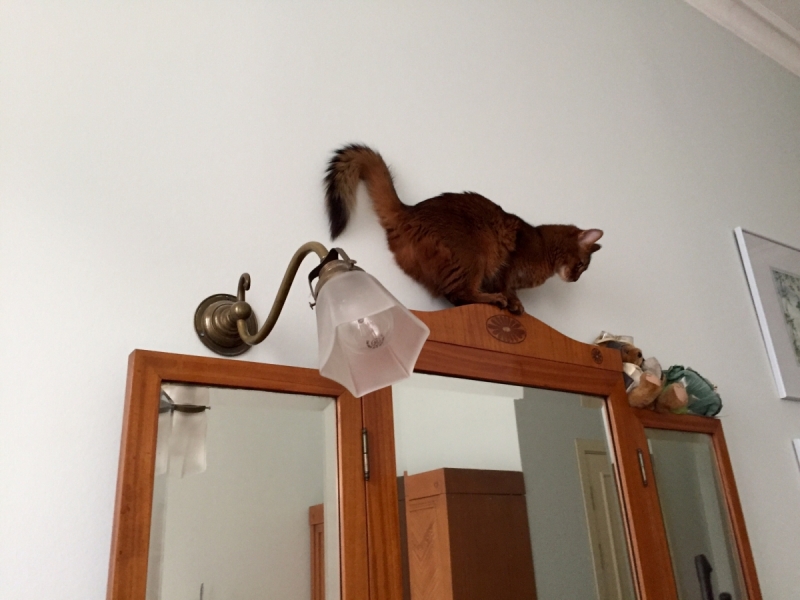 Кошки в нашей жизни. Кошки и все, что с ними связано.