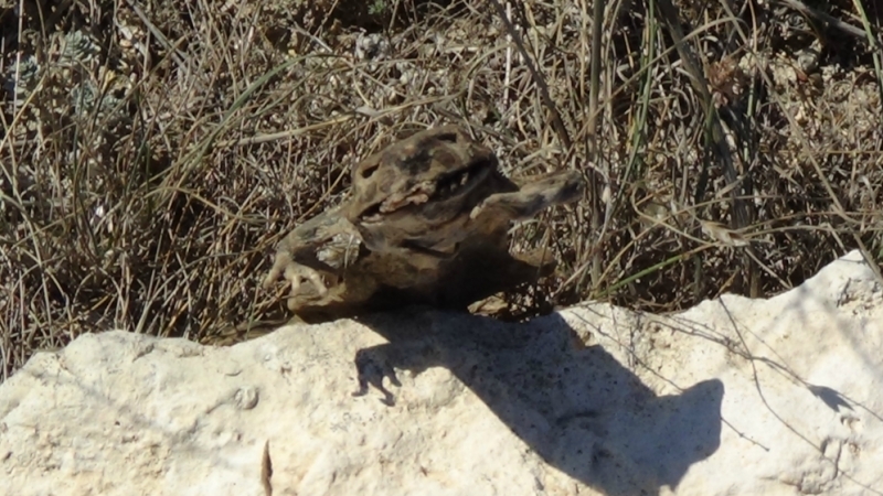 По Крыму на Жигулях с картой и компасом, сентябрь 2017.