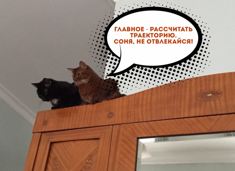 Кошки в нашей жизни. Кошки и все, что с ними связано.