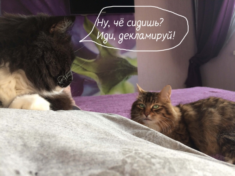 Кошки в нашей жизни. Кошки и все, что с ними связано.