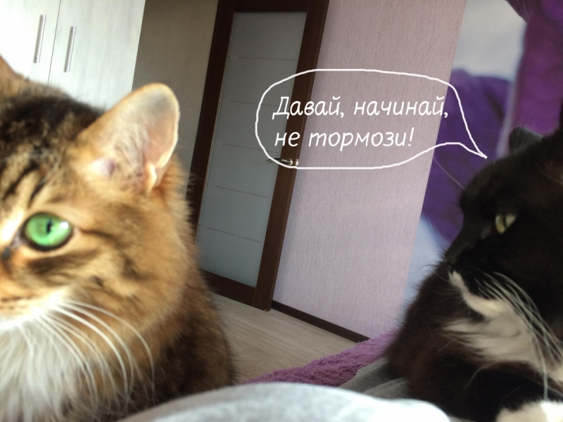 Кошки в нашей жизни. Кошки и все, что с ними связано.