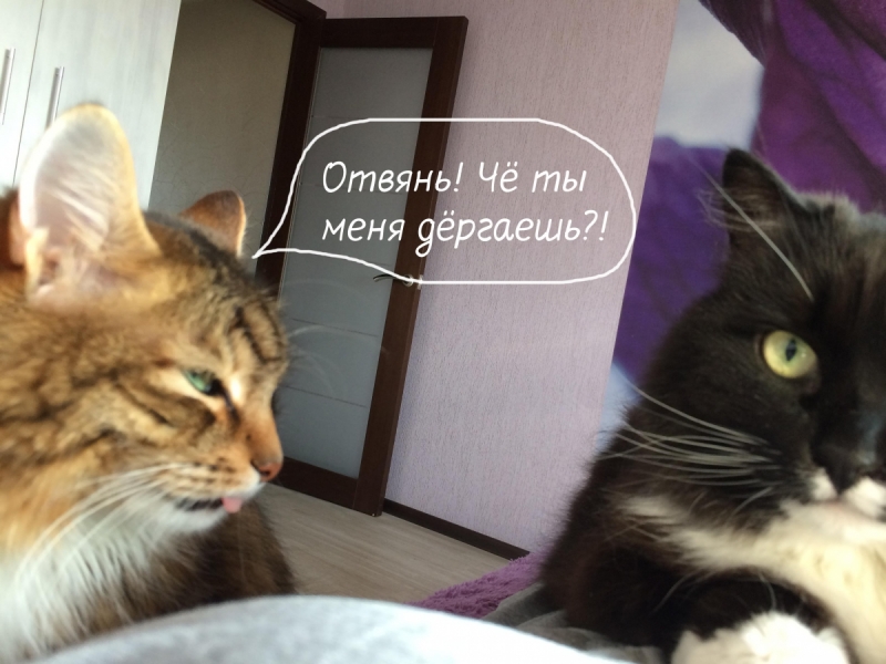 Кошки в нашей жизни. Кошки и все, что с ними связано.