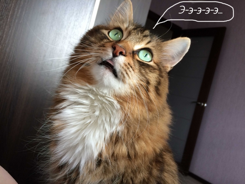 Кошки в нашей жизни. Кошки и все, что с ними связано.