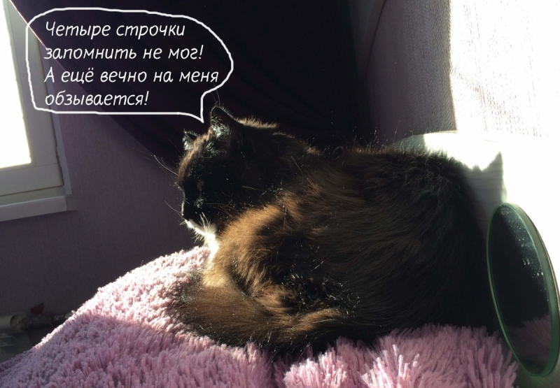 Кошки в нашей жизни. Кошки и все, что с ними связано.