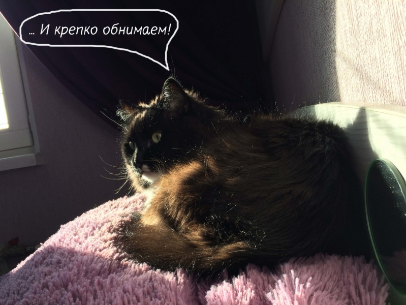 Кошки в нашей жизни. Кошки и все, что с ними связано.