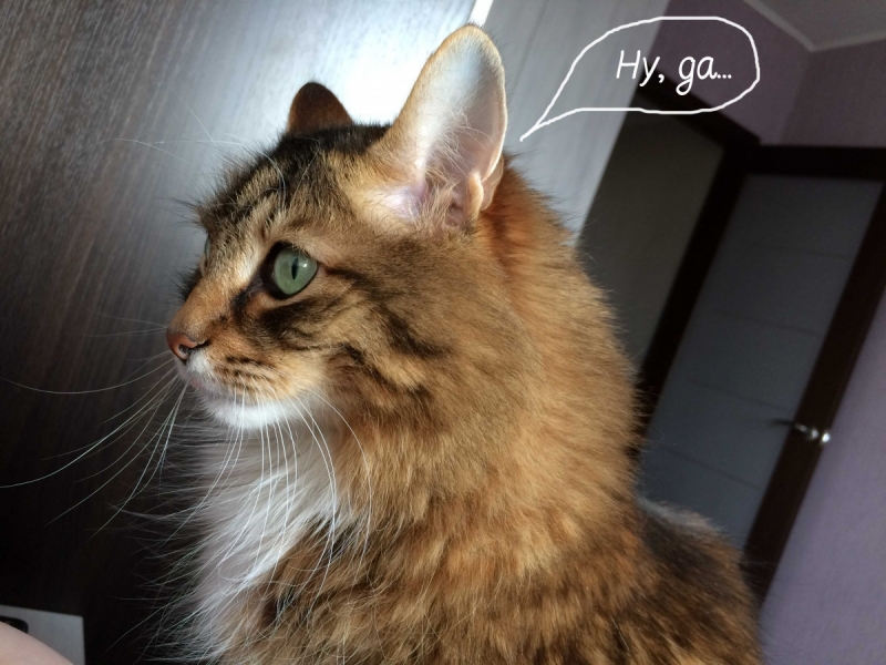 Кошки в нашей жизни. Кошки и все, что с ними связано.