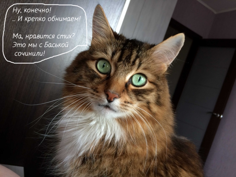 Кошки в нашей жизни. Кошки и все, что с ними связано.