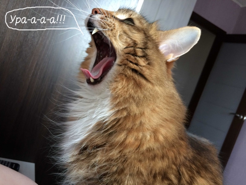 Кошки в нашей жизни. Кошки и все, что с ними связано.