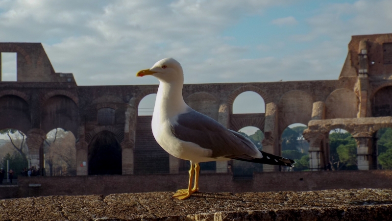 Рим на неделю зимой случайно