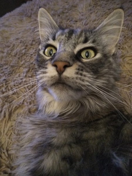 Кошки в нашей жизни. Кошки и все, что с ними связано.