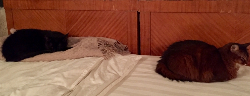 Кошки в нашей жизни. Кошки и все, что с ними связано.