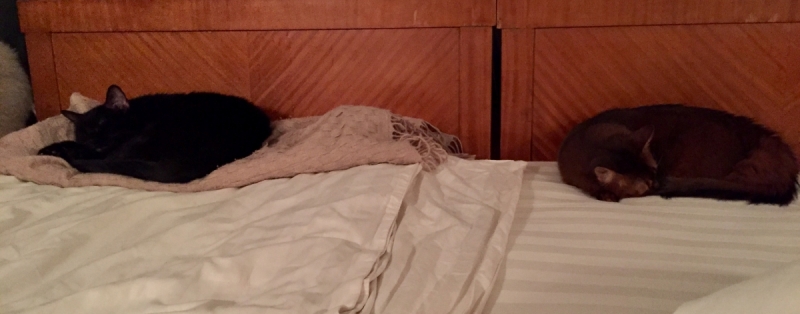 Кошки в нашей жизни. Кошки и все, что с ними связано.