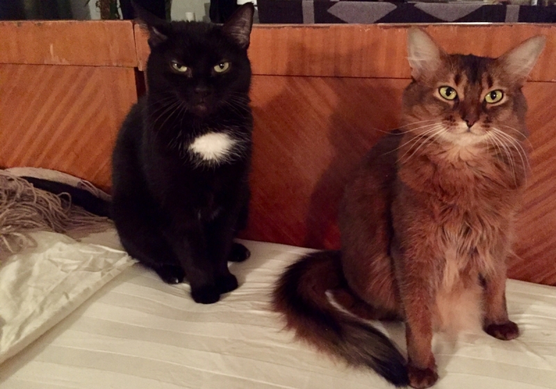 Кошки в нашей жизни. Кошки и все, что с ними связано.