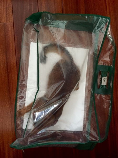 Кошки в нашей жизни. Кошки и все, что с ними связано.