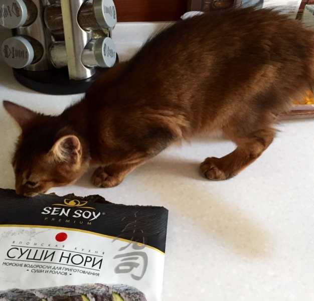 Кошки в нашей жизни. Кошки и все, что с ними связано.