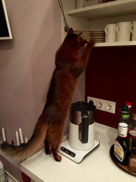 Кошки в нашей жизни. Кошки и все, что с ними связано.