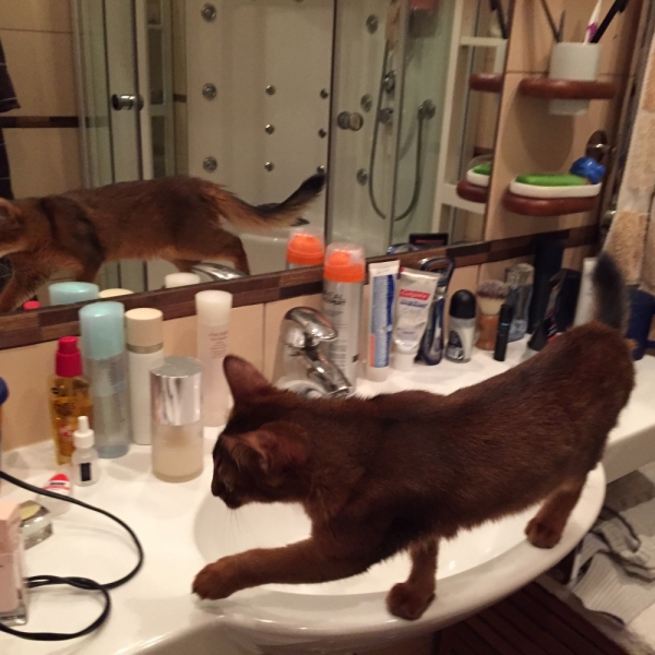 Кошки в нашей жизни. Кошки и все, что с ними связано.