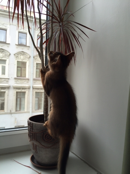 Кошки в нашей жизни. Кошки и все, что с ними связано.