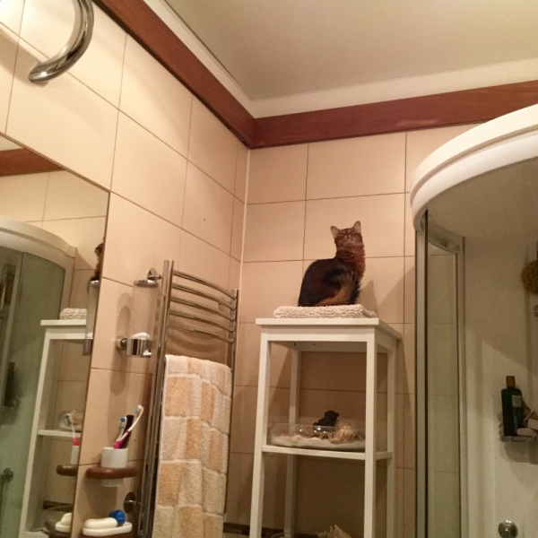 Кошки в нашей жизни. Кошки и все, что с ними связано.