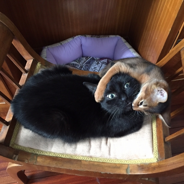 Кошки в нашей жизни. Кошки и все, что с ними связано.