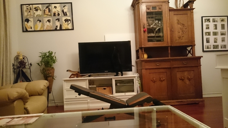 Кошки в нашей жизни. Кошки и все, что с ними связано.