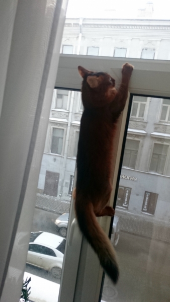 Кошки в нашей жизни. Кошки и все, что с ними связано.