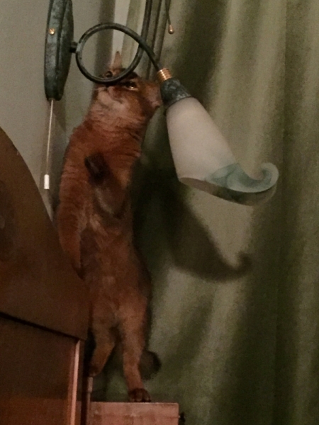 Кошки в нашей жизни. Кошки и все, что с ними связано.