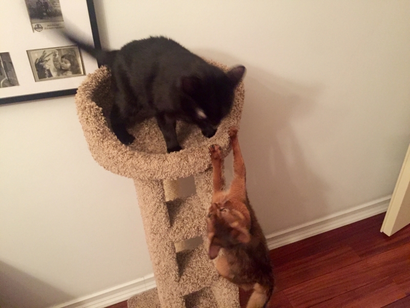 Кошки в нашей жизни. Кошки и все, что с ними связано.