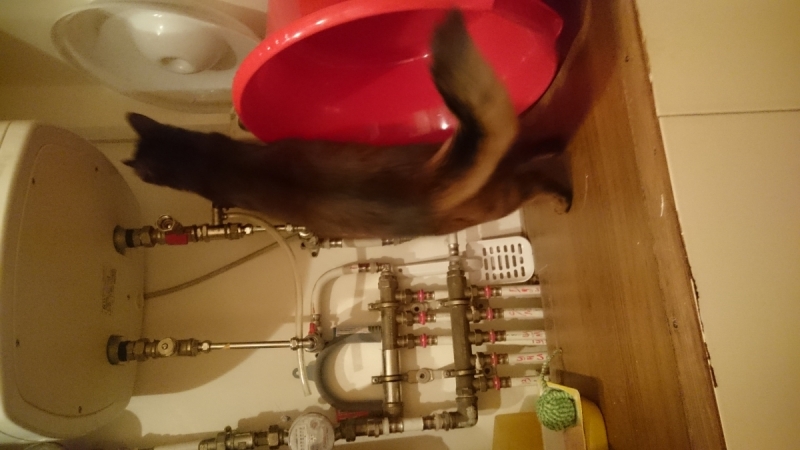 Кошки в нашей жизни. Кошки и все, что с ними связано.