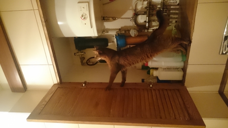 Кошки в нашей жизни. Кошки и все, что с ними связано.