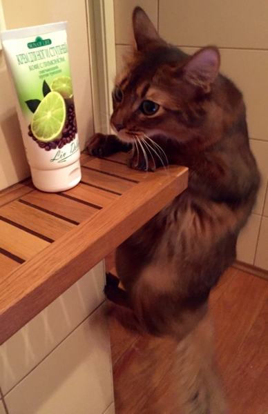 Кошки в нашей жизни. Кошки и все, что с ними связано.