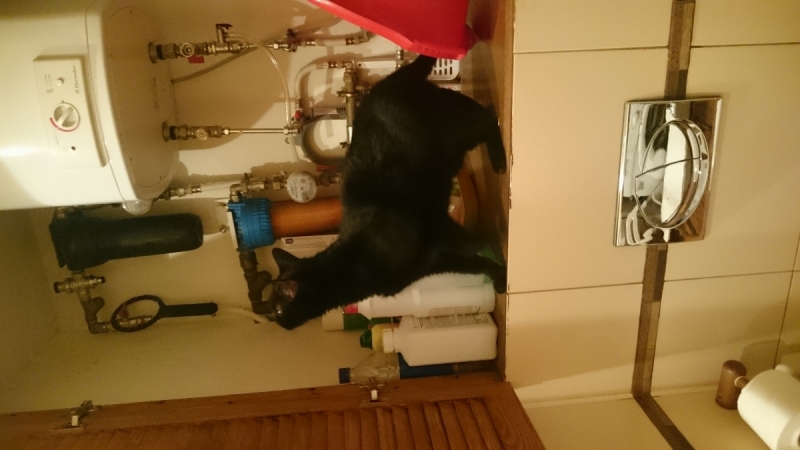 Кошки в нашей жизни. Кошки и все, что с ними связано.