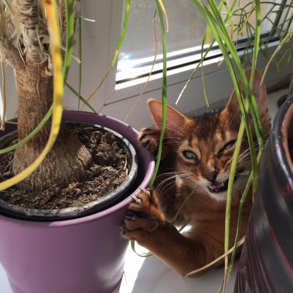 Кошки в нашей жизни. Кошки и все, что с ними связано.