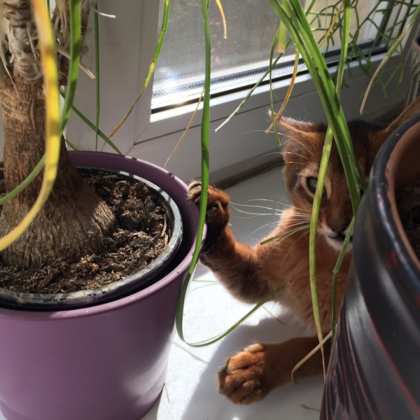 Кошки в нашей жизни. Кошки и все, что с ними связано.