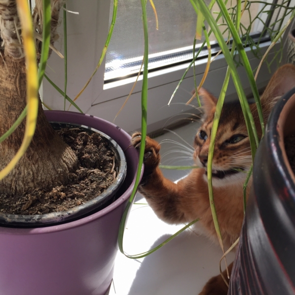 Кошки в нашей жизни. Кошки и все, что с ними связано.