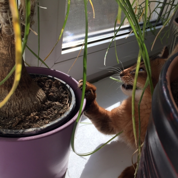 Кошки в нашей жизни. Кошки и все, что с ними связано.