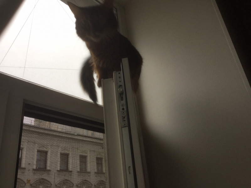 Кошки в нашей жизни. Кошки и все, что с ними связано.