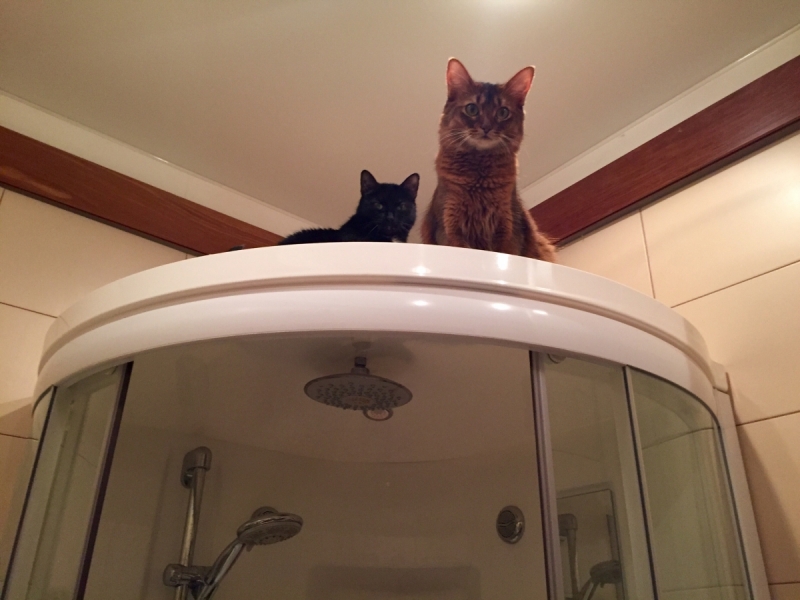 Кошки в нашей жизни. Кошки и все, что с ними связано.