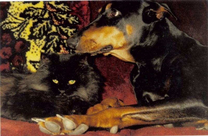 Кошки в нашей жизни. Кошки и все, что с ними связано.