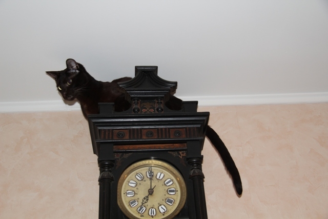 Кошки в нашей жизни. Кошки и все, что с ними связано.